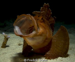 Paddle flap scorpionfish, pulau weh- indonesia by Fredrik Stehn 